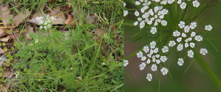 [Two images spliced together. On the left is an image of the entire plant which has several long thin stems with blooms at the top. The base of the plant is spiky greenery. On the right is a close-up of the very tiny five-petaled white flowers. There are probably at least 15 flowers in each clump and the top of the plant has about 10 clumps.]